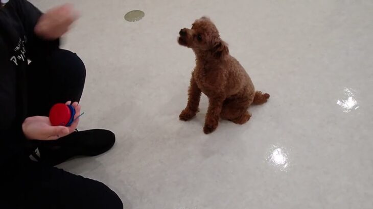 犬の幼稚園 るるちゃんとトレーニング