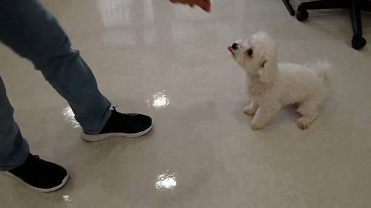 犬の幼稚園 華ちゃんとトレーニング