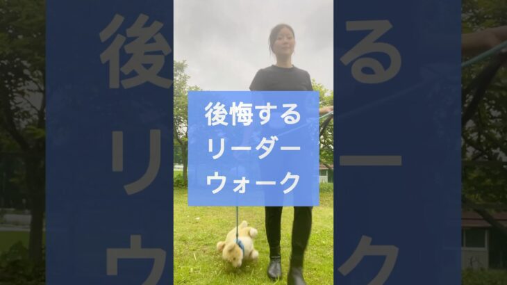 【ドッグトレーニング】後悔するリーダーウォーク　#ドッグトレーナー #犬のトレーニング #ドッグトレーニング #いぬのきもち #犬のいる生活 #いぬとの暮らし #しつけ #リーダーシップ
