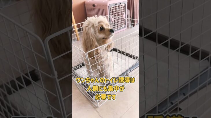 アメコカさんのトイレ誘導トレーニング