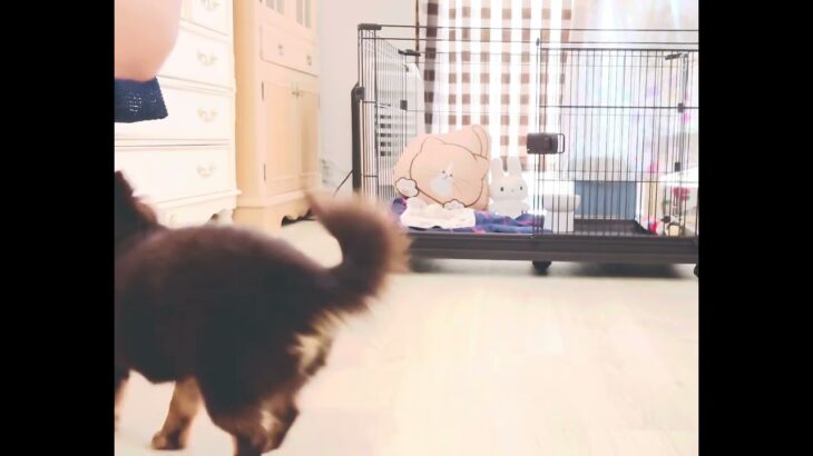 あのんちゃん　＃犬のしつけ　＃犬　#ちわぽめ　＃チワワ　#ポメラニアン　#ミックス犬