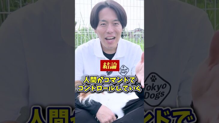 【犬しつけ】散歩中に吠える時は