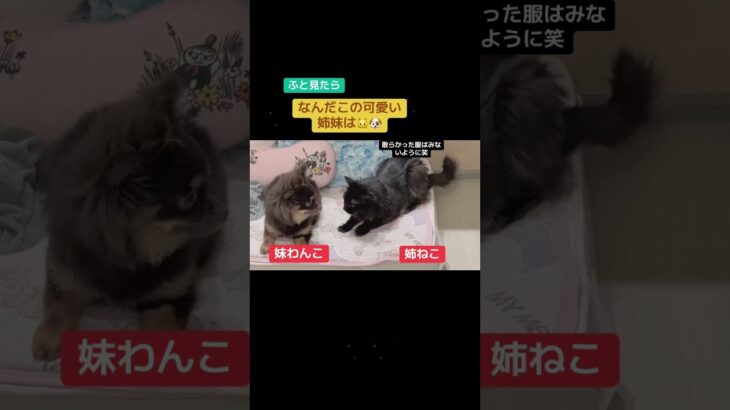 可愛い姉妹#いぬのいる生活 #チワワ #イヌ #可愛い #ポメラニアン #犬のしつけ #猫のいる暮らし #保護猫 #黒猫 #売れ残りわん