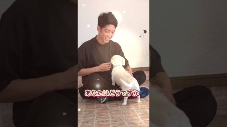 犬に訓練って必要？#ドッグトレーニング #ドッグトレーナー  #愛犬 #訓練 #犬のいる生活 #犬しつけ #オーストラリアンラブラドゥードル #チワックス #ミニチュアシュナウザー