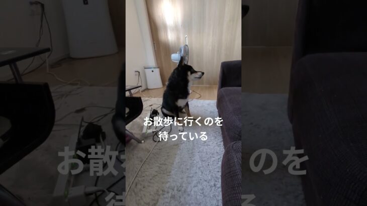 #豆柴の日常#可愛い犬動画 #可愛い #柴犬 #豆柴しつけ #犬のいる生活 #元気になる動画