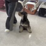 犬の幼稚園 ぺぺくんとトレーニング