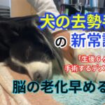 犬の去勢手術の新常識③「生後６ヶ月で手術するデメリット」脳の老化早める？編