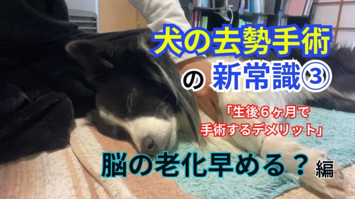 犬の去勢手術の新常識③「生後６ヶ月で手術するデメリット」脳の老化早める？編