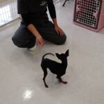 犬の幼稚園 古都ちゃんとトレーニング