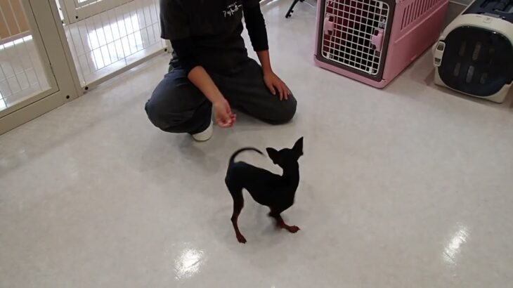 犬の幼稚園 古都ちゃんとトレーニング