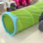 犬の幼稚園 ノエルくんとトレーニング