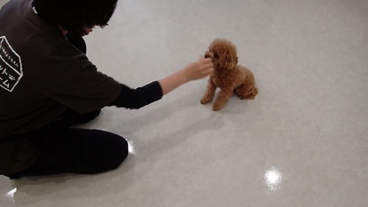 犬の幼稚園 キャンディベルくんとトレーニング