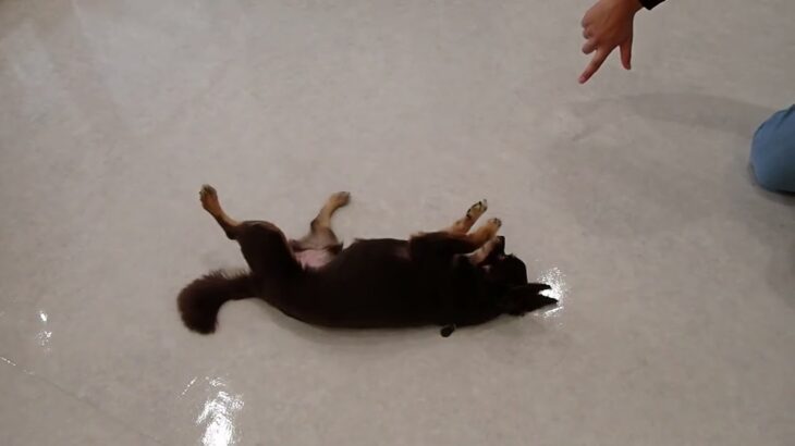 犬の幼稚園 コアくんとトレーニング