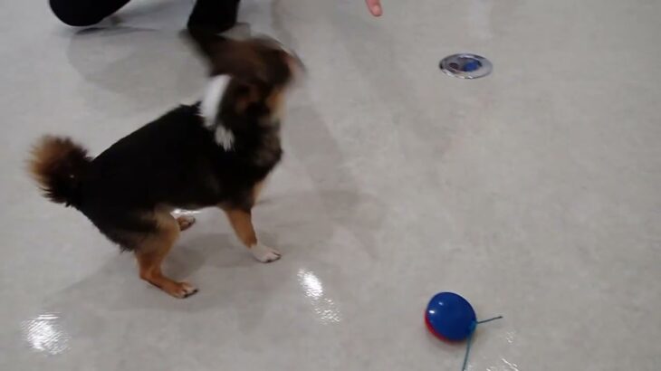 犬の幼稚園 のあくんとトレーニング