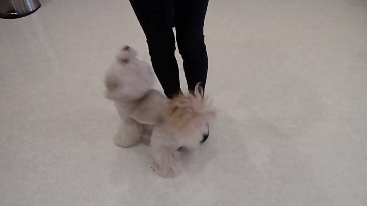 犬の幼稚園 ヴィーノくんとトレーニング