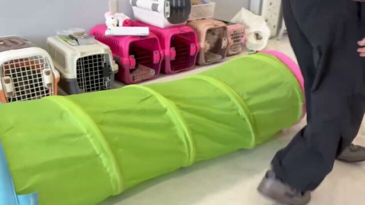 犬の幼稚園 ビオタンちゃんとトレーニング