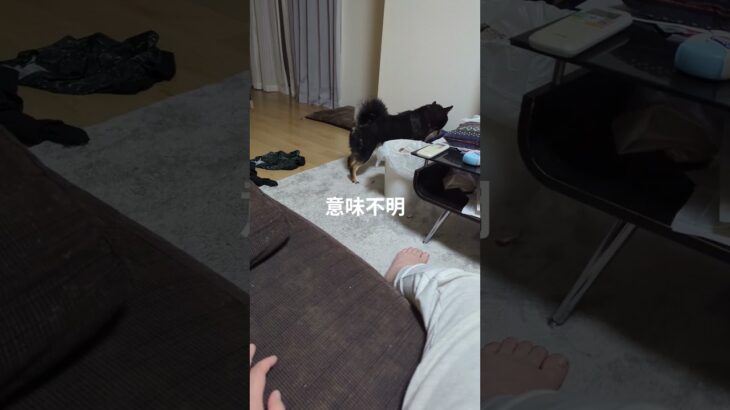 #豆柴の日常 #可愛い犬動画 #可愛い #柴犬 #豆柴しつけ #癒し