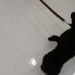 犬の幼稚園 ファランくんとトレーニング