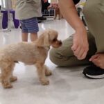 犬の幼稚園 ルークくんとトレーニング