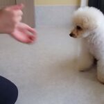 犬の幼稚園 ベルくんとトレーニング