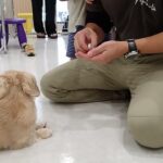 犬の幼稚園 にこまるくんとトレーニング