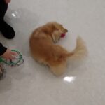 犬の幼稚園 凜ちゃんとトレーニング