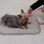 犬の幼稚園 あずちゃんとトレーニング