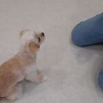 犬の幼稚園 モモちゃんとトレーニング