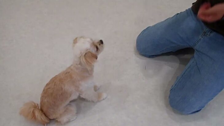 犬の幼稚園 モモちゃんとトレーニング