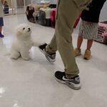 犬の幼稚園 ロージーちゃんとトレーニング