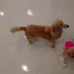 犬の幼稚園 ナノちゃんとトレーニング