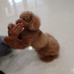 犬の幼稚園 ひなたくんとトレーニング