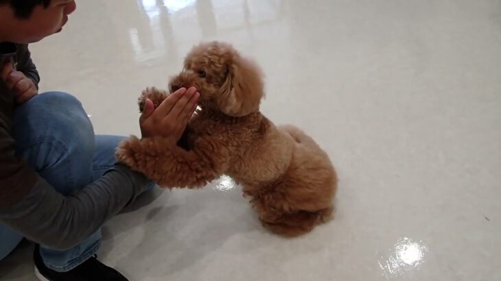犬の幼稚園 ひなたくんとトレーニング