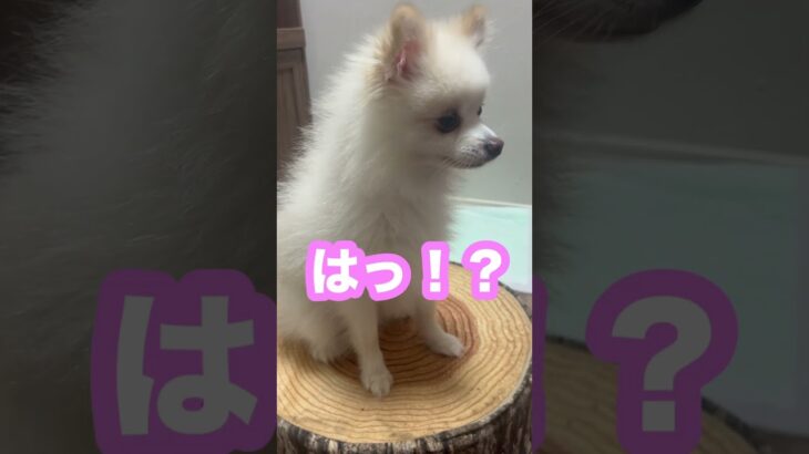 ショートvol.325 待て！失敗！#ポメラニアン #しつけ #可愛い #犬 #癒し動画