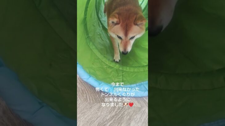 しつけ教室wizdogの犬の運動会に行っていました🐶💨#豆柴#犬の運動会#障害物競走#しつけ教室#wizdog#ロイヤルホームセンター戸田公園