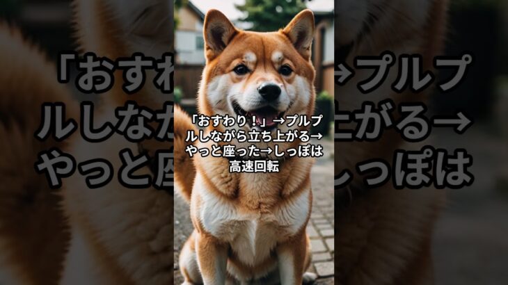 【犬が“ごはん前におすわりしない”のはナゼ？】#犬のしつけ #おすわりしない理由 #犬あるある #ペットの行動心理 #犬好きさんと繋がりたい #youtubeshorts