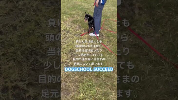 ドッグスクールサクシード⭐︎わさびくんの合同レッスン1回目 #ドッグスクール #湘南 #柴犬 #犬 #かわいい #かわいい犬 #愛犬 #犬しつけ #しつけ教室 #出張トレーニング #柴犬のいる暮らし