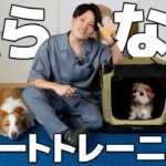【効果絶大】怒らないクレートトレーニングのやり方｜吠える・嫌がる犬が2ヶ月で激変！【犬のしつけ】