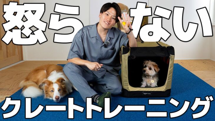 【効果絶大】怒らないクレートトレーニングのやり方｜吠える・嫌がる犬が2ヶ月で激変！【犬のしつけ】