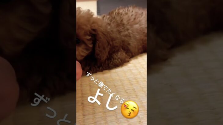 犬しつけ練習中☺️ #犬のいる生活 #トイプードル #タイニープードル #可愛い #赤ちゃん #ティーカッププードル #赤ちゃん #愛犬 #メル君の日々#生後2ヶ月