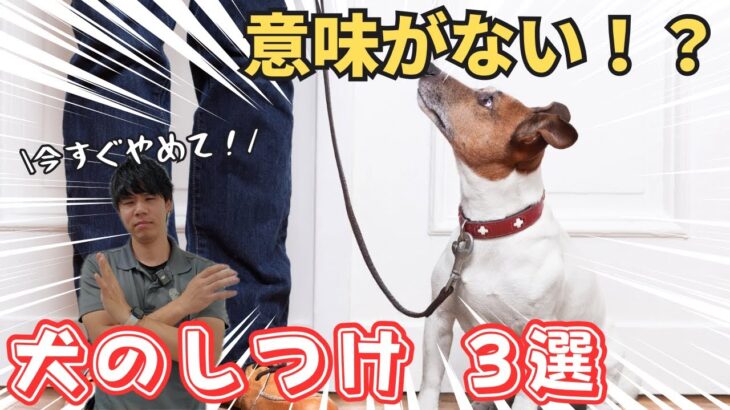 意味がない犬のしつけ3選を紹介！