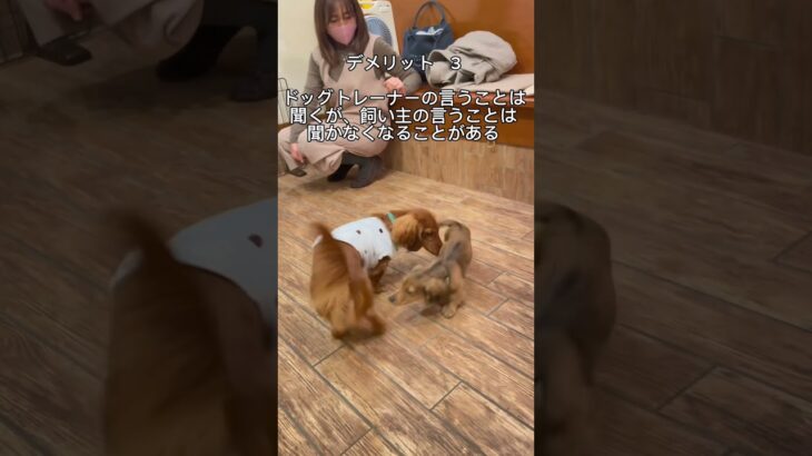 ドッグトレーナーが提案する犬のようちえんに通わせるデメリット3選❗️#犬のしつけ #犬のしつけ教室 #犬の幼稚園#犬のしつけ相談 #shorts