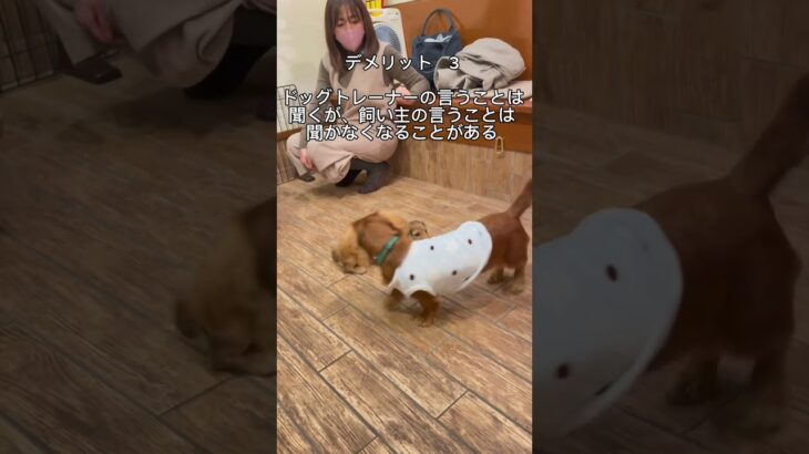 ドッグトレーナーが提案する犬のようちえんに通わせるデメリット3選❗️#犬のしつけ #犬のしつけ教室 #犬のしつけ相談 #犬の幼稚園#shorts