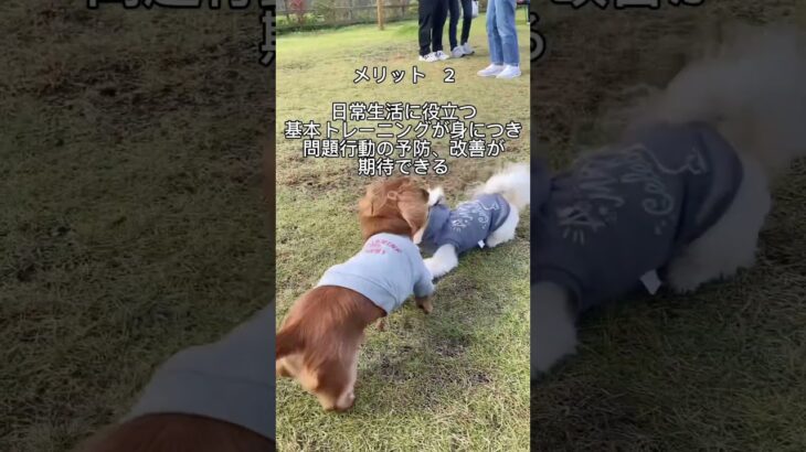 ドッグトレーナーが提案する犬のようちえんに通わせるメリット3選❗️#犬のしつけ #犬のしつけ教室 #犬のようちえん#犬のしつけ相談 #shorts