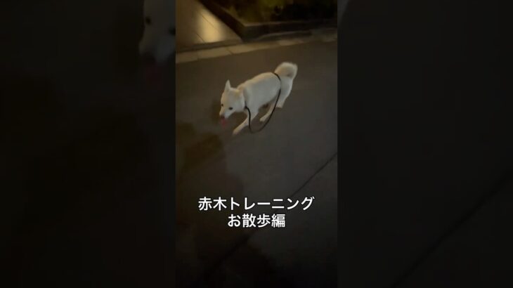 この犬3ヶ月でリードを捨てた！　　　トレーニング3ヶ月でリード入らずの賢犬に！ #犬 #しつけ #トレーニング #散歩