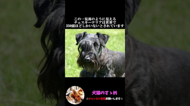 【世界一希少な犬種とは？】世界中で350頭しかいない！？ #ゆっくり解説  ＃しつけ #心理学 #犬のいる生活  #愛犬