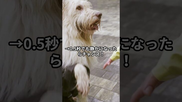 犬の無駄吠えが3日で止まる！99%が知らない正しいしつけ法【近所迷惑解決】