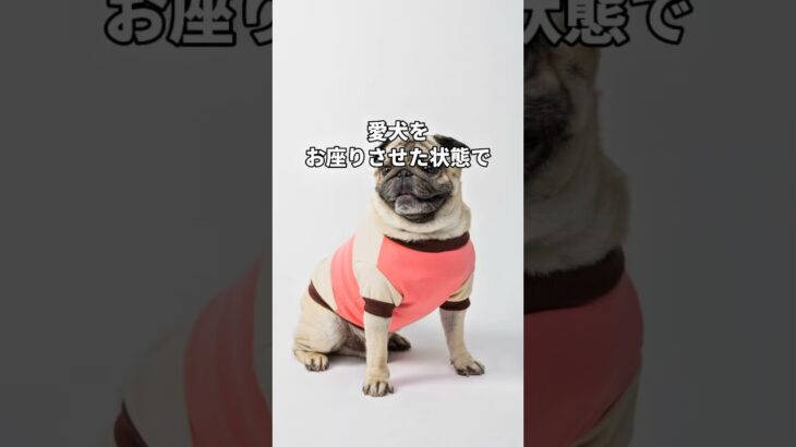元盲導犬訓練士伝授信頼を築くしつけ4選#ディアワンコート #ペット可 #ペット可賃貸  #犬のいる生活 #犬の豆知識