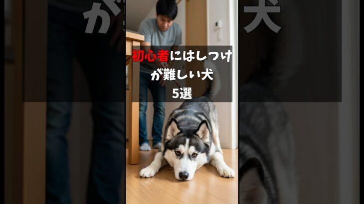 初心者にはしつけが難しい犬5選 #犬好き #犬のいる暮らし #動物雑学