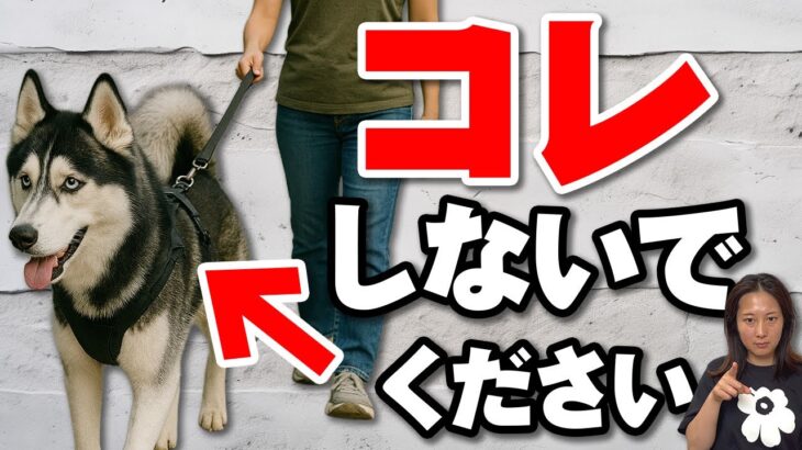 【いくつあてはまる？】犬の飼い主が知らないうちに行っている“5つの有害行動”
